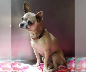 Chihuahua Dogs for adoption in Herndon, VA, USA