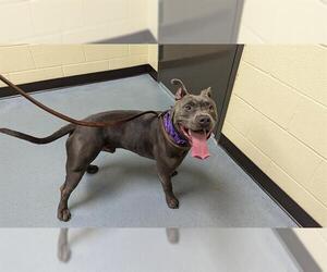 American Pit Bull Terrier Dogs for adoption in Denver, CO, USA