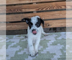 Mutt Dogs for adoption in Chico, CA, USA
