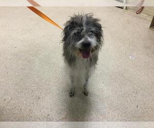 Mutt Dogs for adoption in Riverside, CA, USA