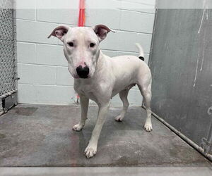 Bull Terrier-Unknown Mix Dogs for adoption in Tavares, FL, USA