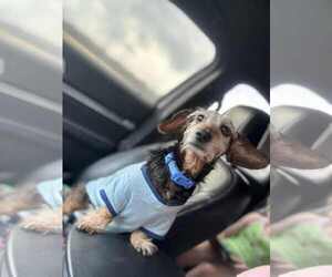 Dachshund Dogs for adoption in New Orleans, LA, USA