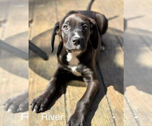 Lab-Pointer Dogs for adoption in Parker Ford, PA, USA