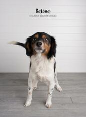 Cavalier King Charles Spaniel-Unknown Mix Dogs for adoption in Littleton, CO, USA