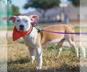 Dachshund-Unknown Mix Dogs for adoption in San Antonio, TX, USA