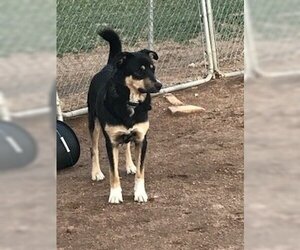 Border Collie-Unknown Mix Dogs for adoption in westminster, CO, USA