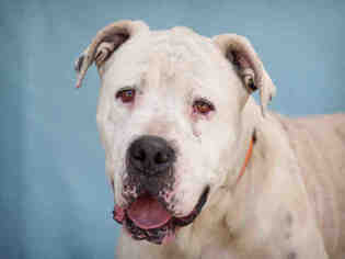 American Bulldog Dogs for adoption in Downey, CA, USA