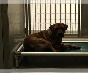 Boxweiler Dogs for adoption in Rancho Cucamonga, CA, USA