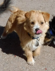 Medium Photo #1 Norfolk Terrier-Unknown Mix Puppy For Sale in Peralta, NM, USA