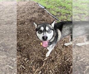 Siberian Husky-Unknown Mix Dogs for adoption in Plano, TX, USA