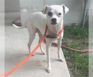 Chihuahua Dogs for adoption in Gainesville, FL, USA