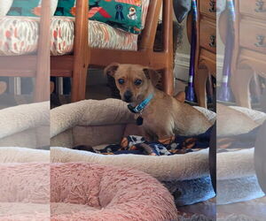 Chihuahua Dogs for adoption in Menifee, CA, USA