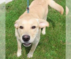 Labrador Retriever-Unknown Mix Dogs for adoption in Thief River Falls, MN, USA