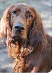 Medium Photo #1 Irish Setter Puppy For Sale in Lone Oak, TX, USA