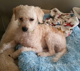 Poodle (Miniature) Dogs for adoption in Columbus, IN, USA