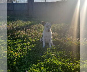 Mutt Dogs for adoption in Evansville, IN, USA
