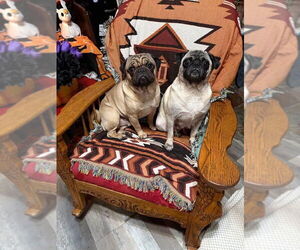 Pug Dogs for adoption in San Bernardino , CA, USA