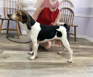 Treeing Walker Coonhound-Unknown Mix Dogs for adoption in West Columbia, SC, USA