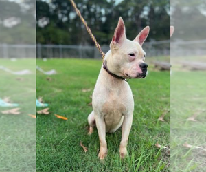 Boston Terrier-Unknown Mix Dogs for adoption in New Orleans, LA, USA