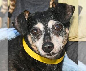 Chihuahua-Unknown Mix Dogs for adoption in Fernandina Beach, FL, USA