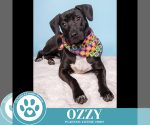 Labrador Retriever-Unknown Mix Dogs for adoption in Kimberton, PA, USA