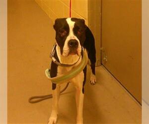 Boxer Dogs for adoption in Sanford, FL, USA