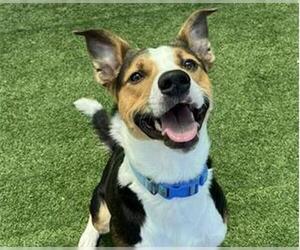 Mutt Dogs for adoption in Redwood City, CA, USA
