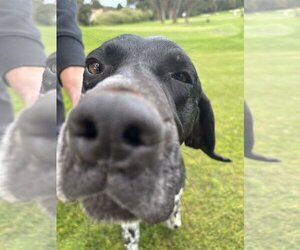 Small German Shorthaired Pointer