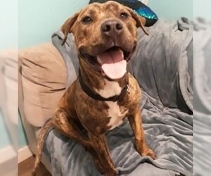 American Pit Bull Terrier-Plott Hound Mix Dogs for adoption in Seminole, FL, USA
