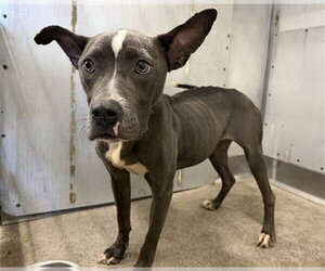 Mutt Dogs for adoption in San Bernardino, CA, USA