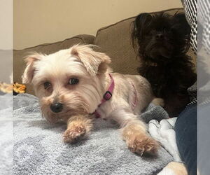 Mutt Dogs for adoption in Greensboro, NC, USA