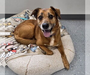 Labrador Retriever-Unknown Mix Dogs for adoption in Greenville, IL, USA