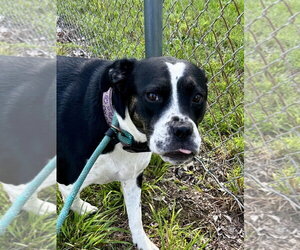Mutt Dogs for adoption in Glen Allen, VA, USA