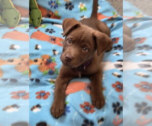 Labrador Retriever-Unknown Mix Dogs for adoption in Greenville, IL, USA