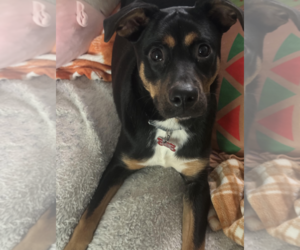 Mutt Dogs for adoption in Rockville, MD, USA