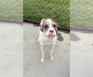 Catahoula Leopard Dog-Unknown Mix Dogs for adoption in Tulsa, OK, USA
