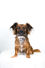Chiweenie Dogs for adoption in St. Louis Park, MN, USA