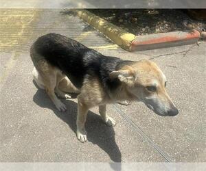 German Shepherd Dog-Unknown Mix Dogs for adoption in Houston, TX, USA