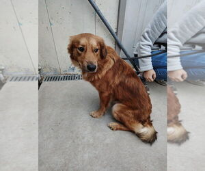 Golden Retriever-Unknown Mix Dogs for adoption in Evansville, IN, USA