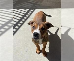 Labbe Dogs for adoption in Santa Maria, CA, USA