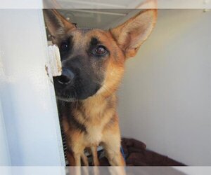 Medium Photo #1 German Shepherd Dog Puppy For Sale in Santa Rosa, CA, USA