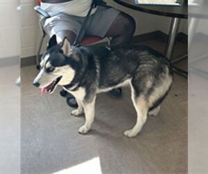 - Mix Dogs for adoption in Derwood, MD, USA