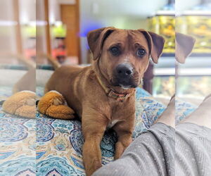 Boxer-Mastiff Mix Dogs for adoption in Lockport, NY, USA