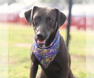 Labrador Retriever Dogs for adoption in San Antonio, TX, USA