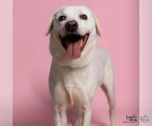 Labrador Retriever-Whippet Mix Dogs for adoption in Washington, DC, USA