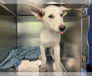 Siberian Husky-Unknown Mix Dogs for adoption in Grand Prairie, TX, USA