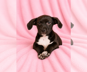 Labrador Retriever-Unknown Mix Dogs for adoption in Sanford, FL, USA