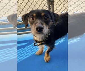 Mutt Dogs for adoption in Calgary, Alberta, Canada