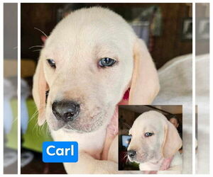 Catahoula Leopard Dog Dogs for adoption in Farmerville, LA, USA