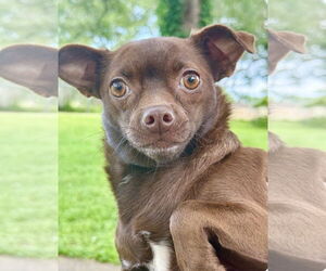 Chihuahua-Unknown Mix Dogs for adoption in Oakhurst, NJ, USA